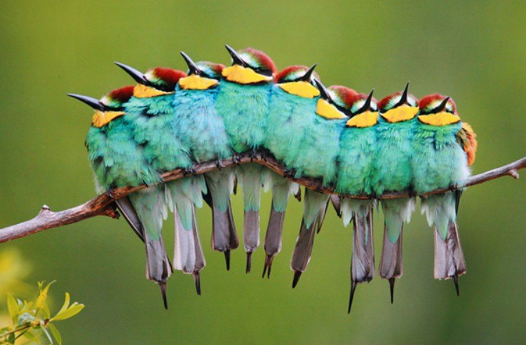 illusion birds