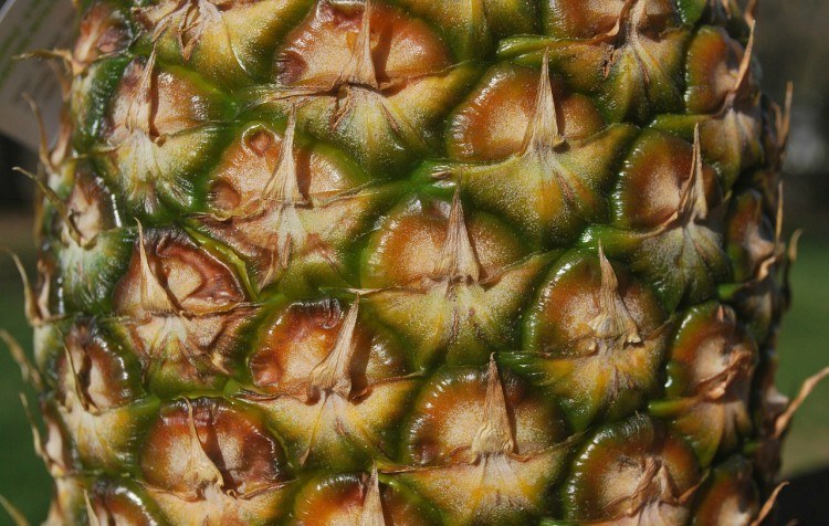 Image of pineapple skin.