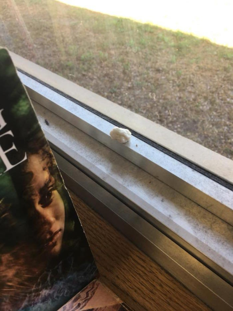 Image of gum on window