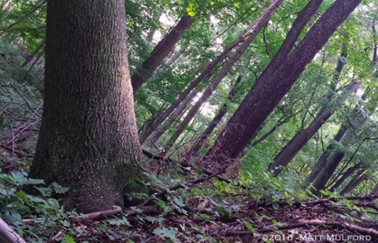 illusion trees