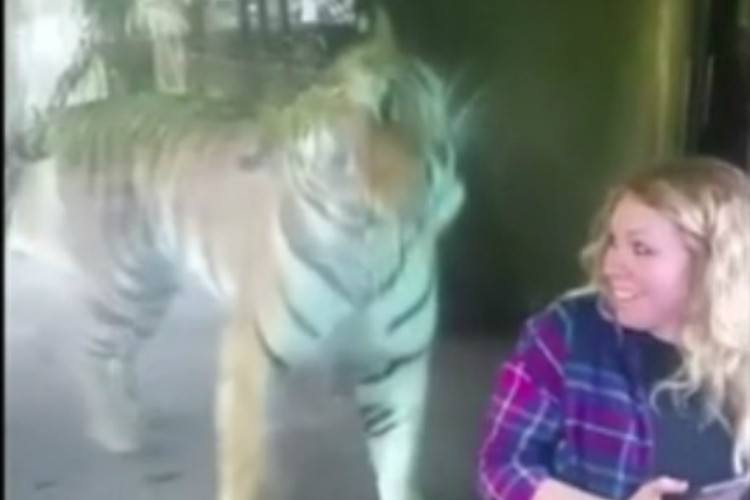 Image of woman smiling at tigress.