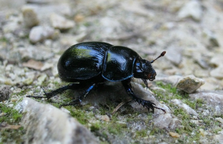 Use baby powder in garden to ward off beetles