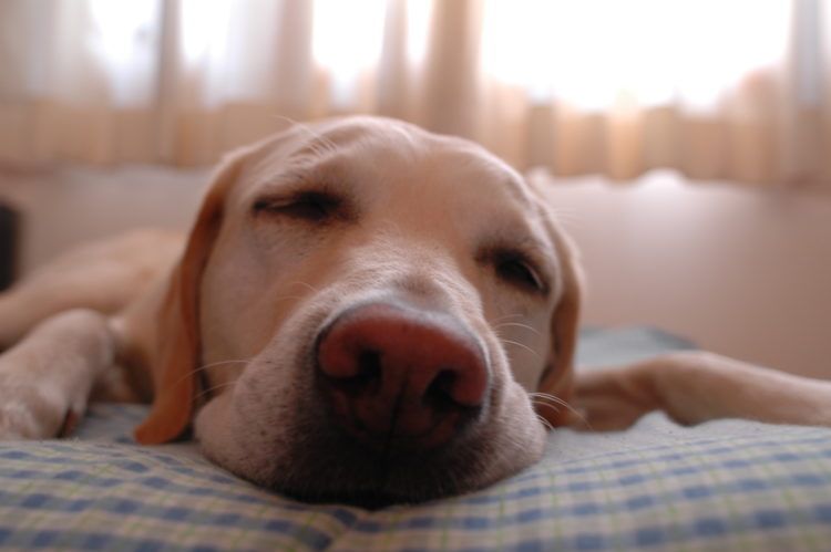 Dog sleeping on stomach.