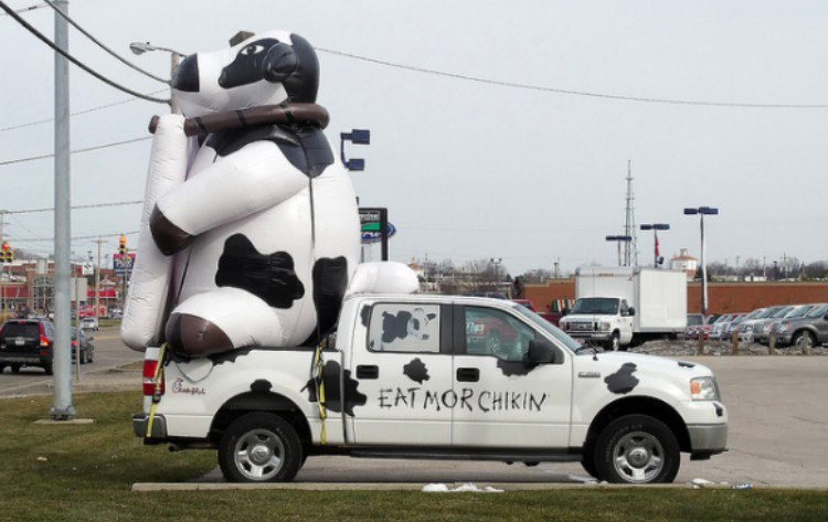 chickfila cows