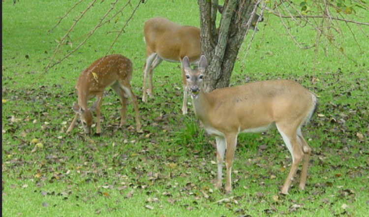 deer eating tree