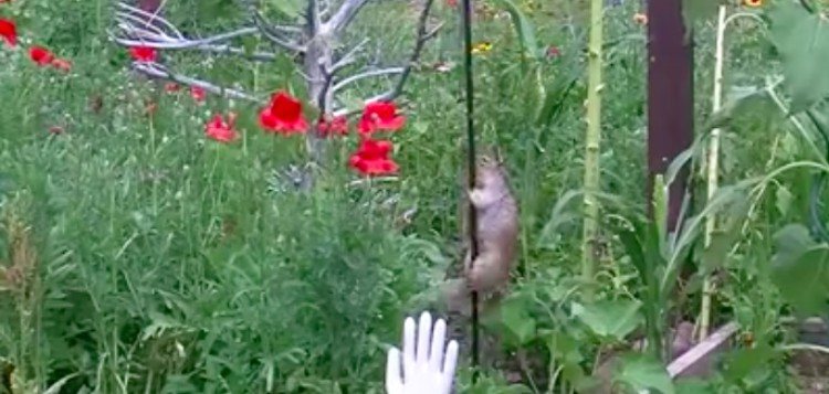squirrel sliding down pole in garden