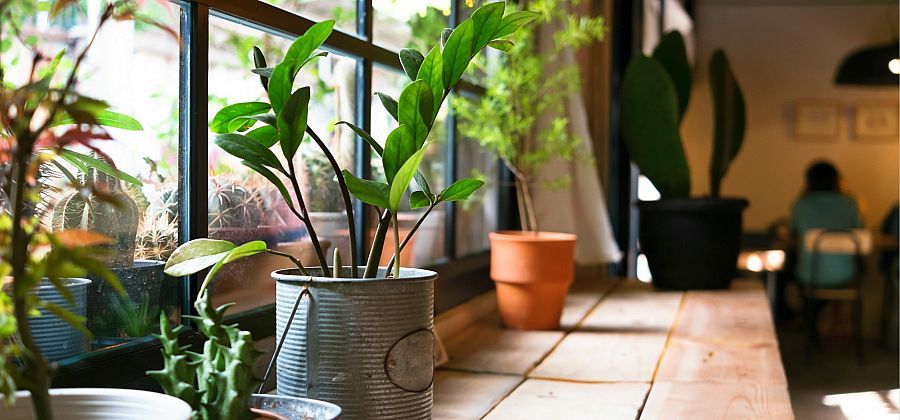 9 Plants Impossible to Kill