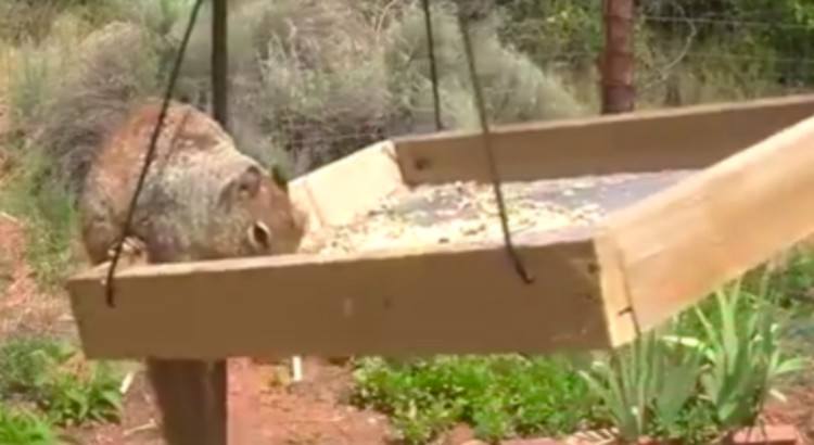 squirrel bird feeder