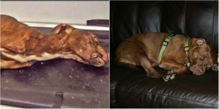 Before and after images of Patrick the pitbull.