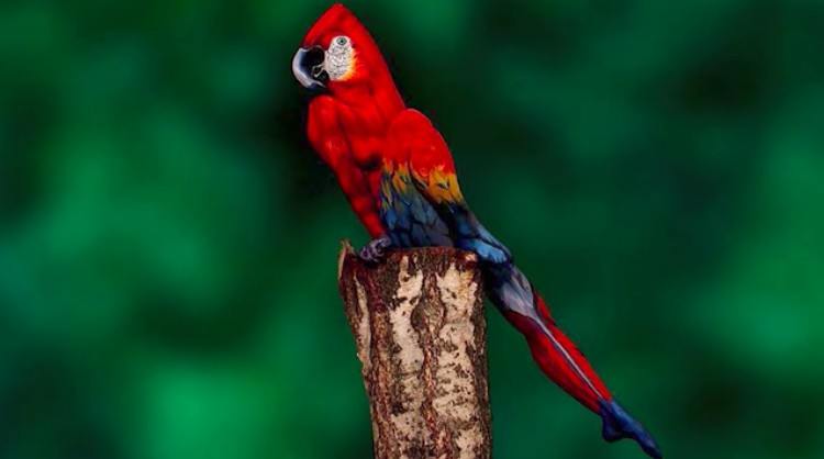 illusion parrot