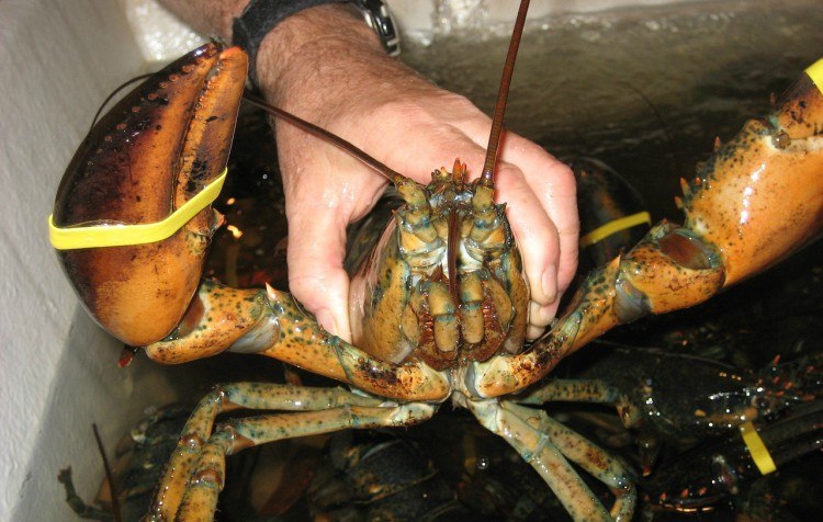 lobster