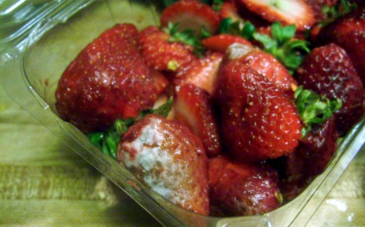 close-up of moldy strawberries in plastic carton