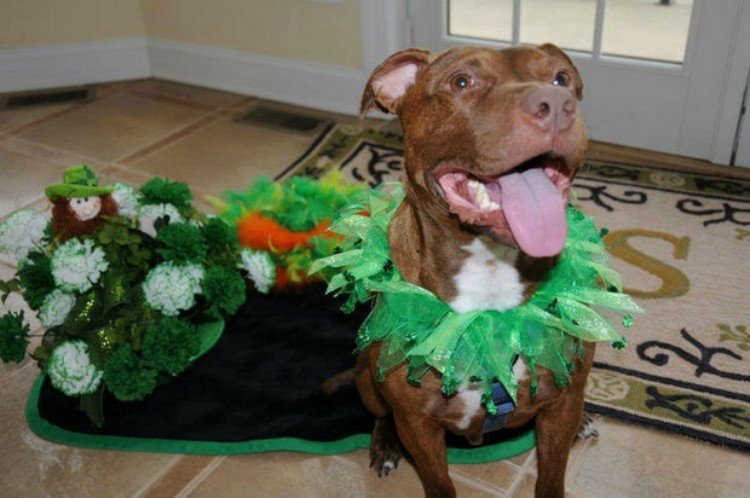 Image of recovered pit bull.