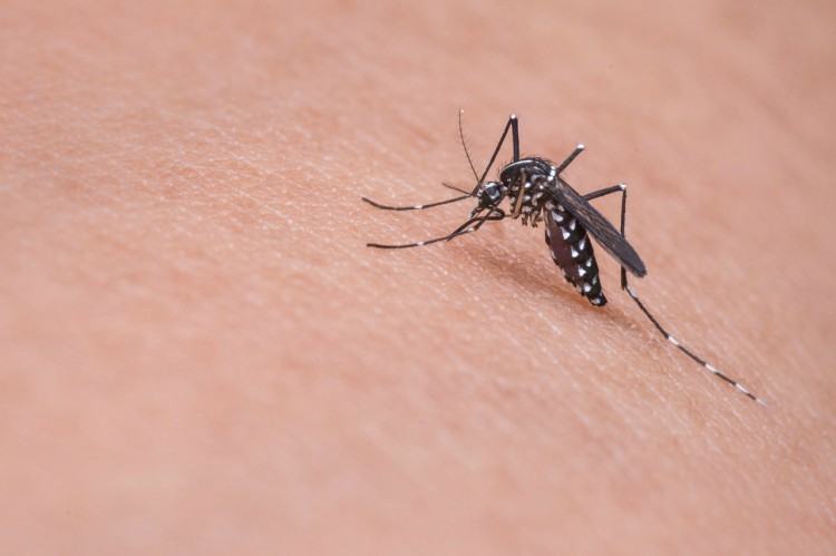 vicks for mosquito