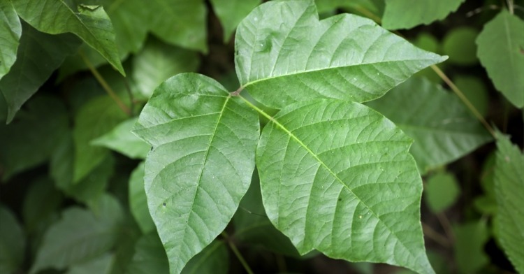 PoisonIvyforListHeader