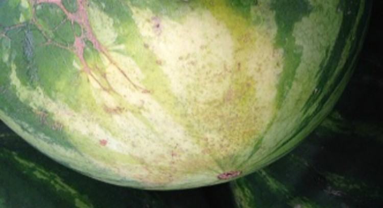 watermelonfieldspot