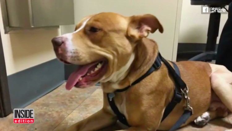 recovered and happy dog Ollie-Loo