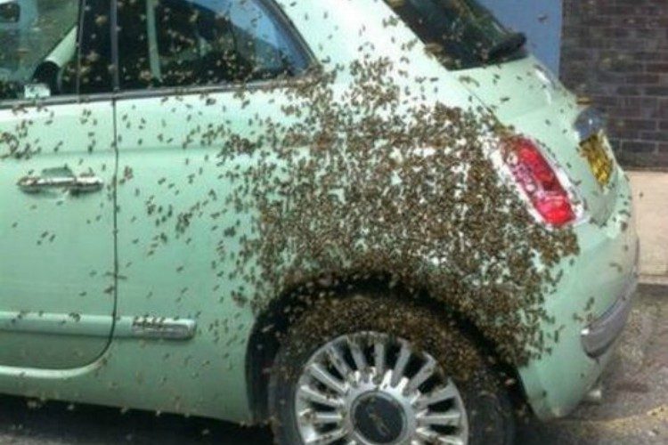 bad day car bees