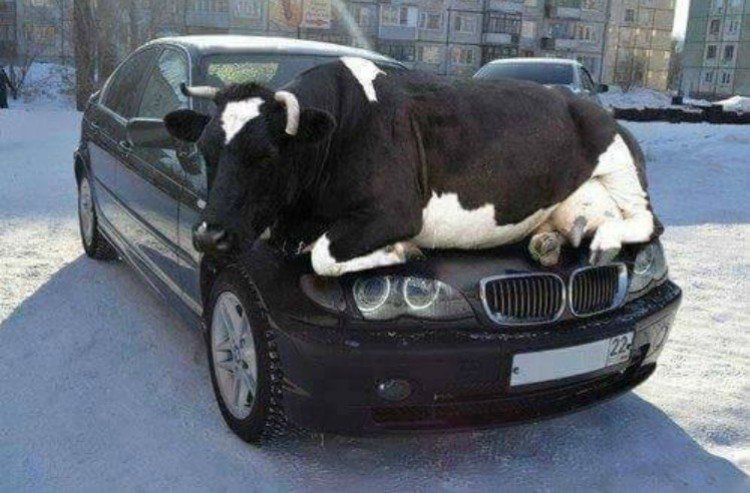 bad day cow