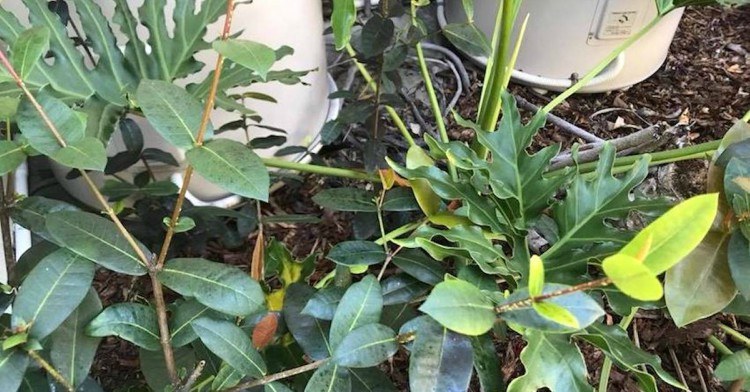 Image of garden with hidden animal.