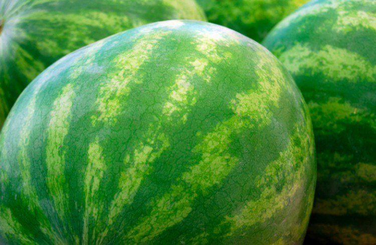 watermelon webbing