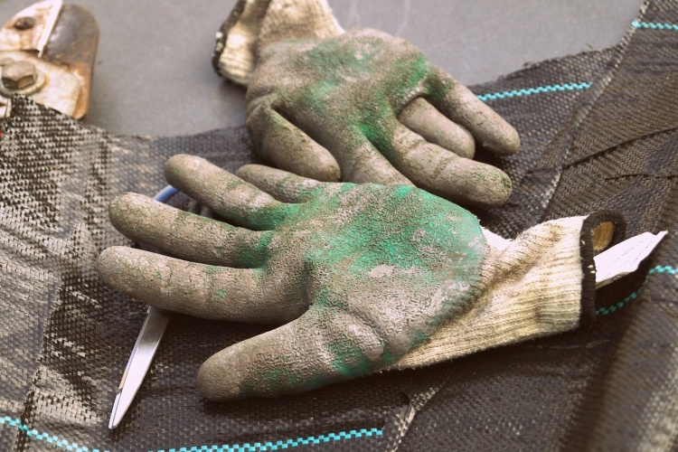 Use baby powder to make removing gardening gloves easier