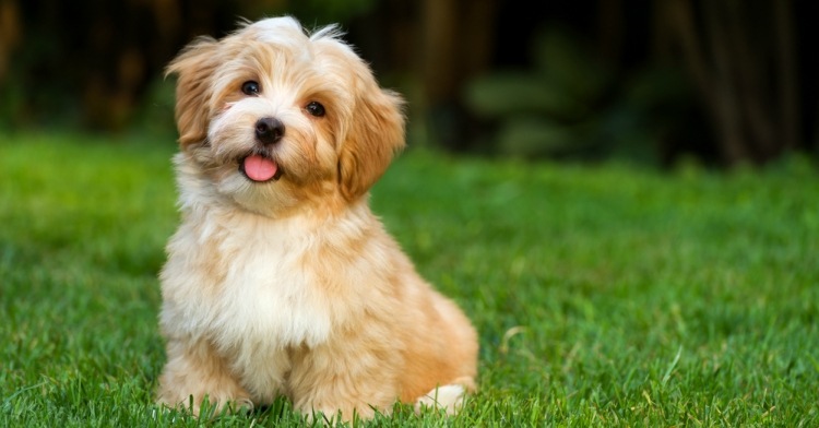 Havanese Puppy