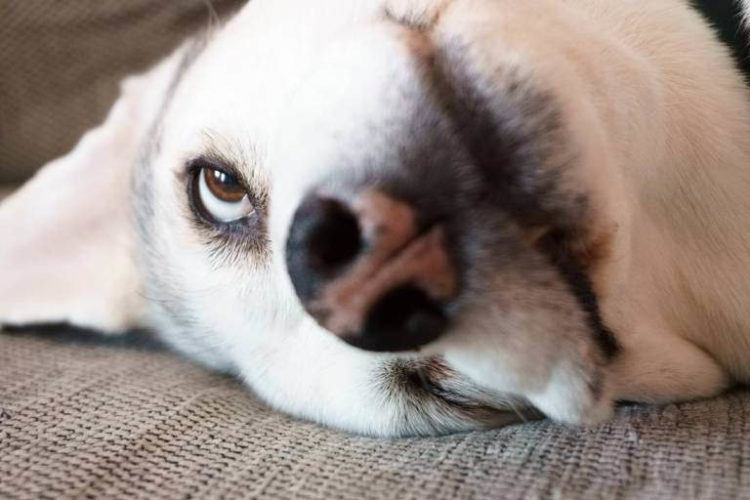 Dog with one eye open.