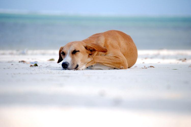 Dog curled up to sleep.