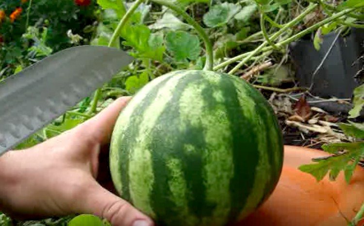 watermelon green stem