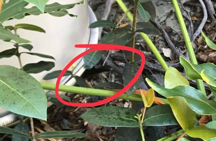 Image of hidden snake revealed.
