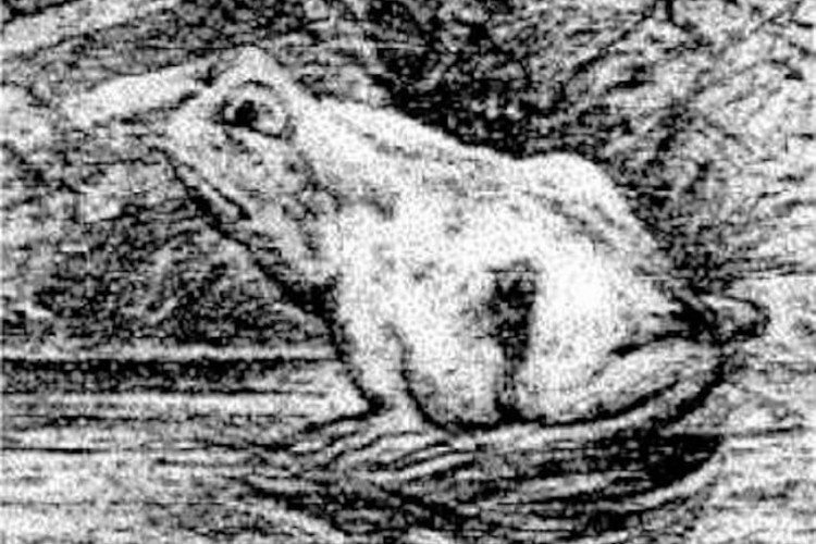 Image of frog drawing.